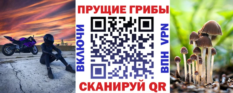 Псилоцибиновые грибы Psilocybe даркнет сайт Шатура
